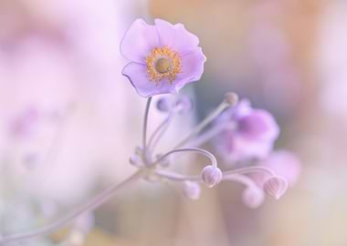 Pink flowers, macro,meadow