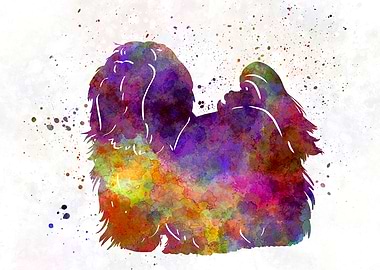 Maltese in watercolor