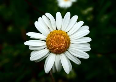 Daisy Flower