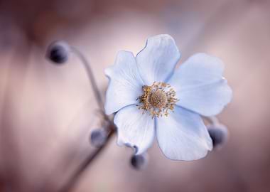 Anemone,white macro flower
