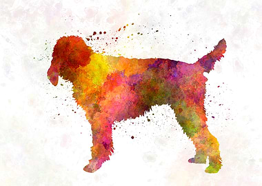 Medium Griffon Vendeen