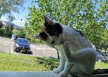 Cat maintain her Paw