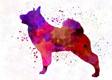 Norwegian Elkhound dog