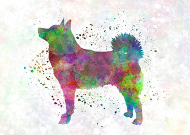 Norwegian Buhund dog