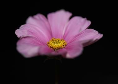 Cosmos flower blossoming