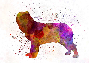 Napolitan Mastiff in water