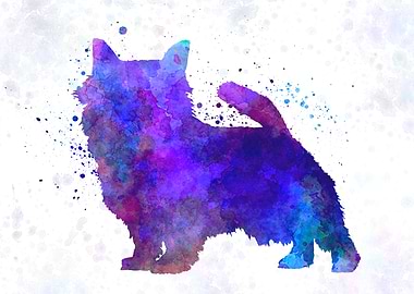 Norwich Terrier dog