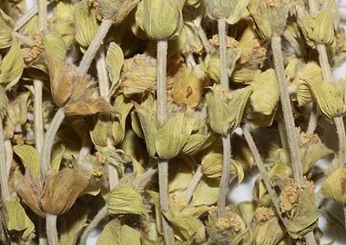 Mountain wild tea close up