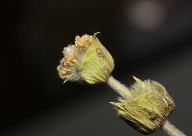 Mountain tea sideritis