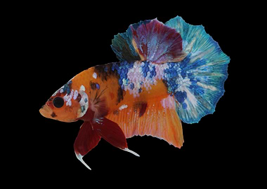 Yellow Base Betta Fish