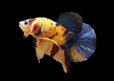 Yellow Base Betta Fish
