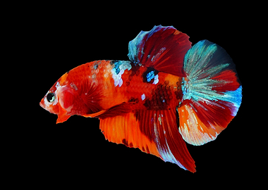 Multicolor Bettafish