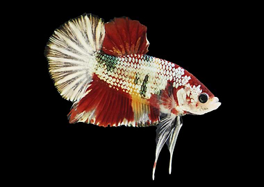 Nemo Copper Betta Fish