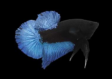 Blue Black Light Betta