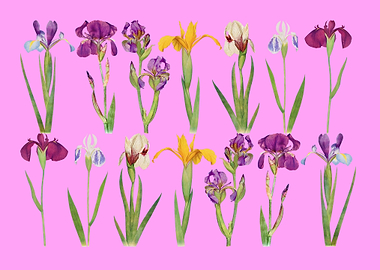 Iris Flowers Illustration