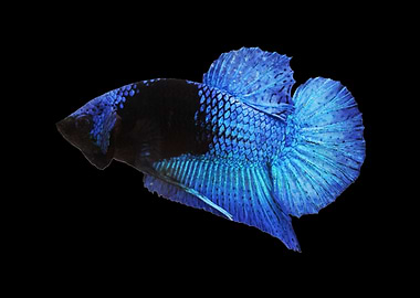 BBL Betta Fish
