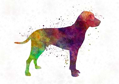 Old Danish Pointer dog