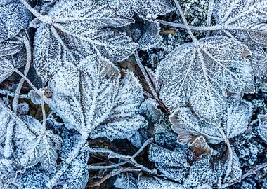 Frosty leaf