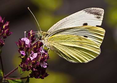 Colorful butterfly 06