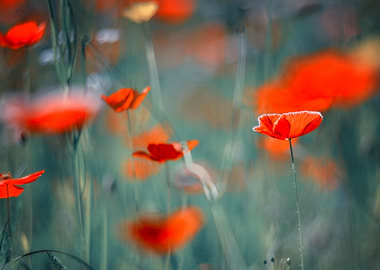 Red field poppy in meadow