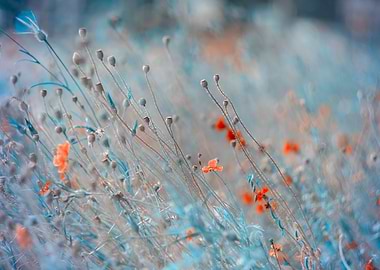 Country meadow, red flower
