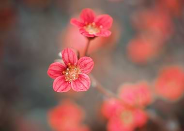 Red flowers, garden, macro