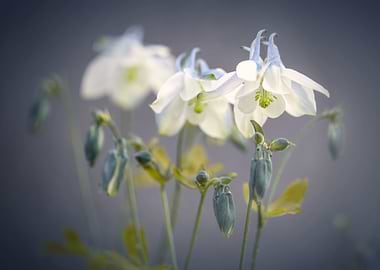 White flowers in garden