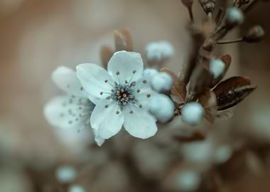 Spring cherry blossoms
