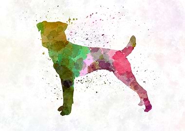 Parson Russel Terrier