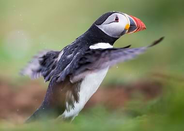 Puffin