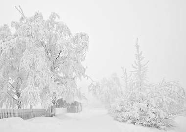 Winter trees, B&W
