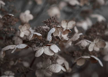 Beige and Gray Hydrangea