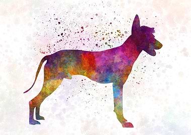 Peruvian Hairless Dog