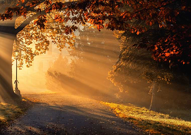Autumn sunlight, park,tree