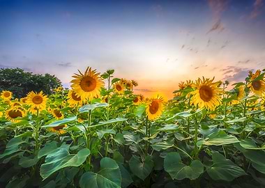 Sunflowers in the evening