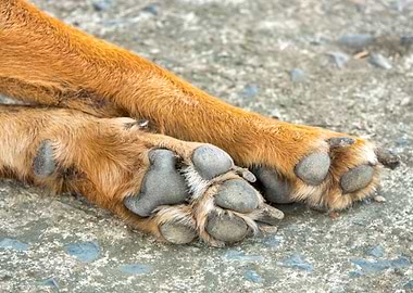 Paws