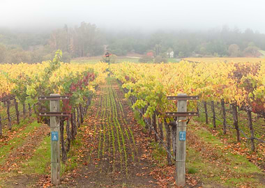 Napa Autumn
