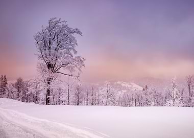 Winter trees in mountains