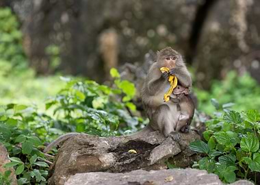 Monkey family, travel