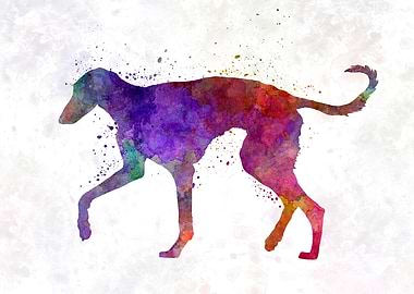 Polish Greyhound dog