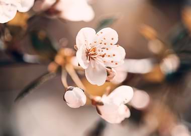 Blossoming apple tree