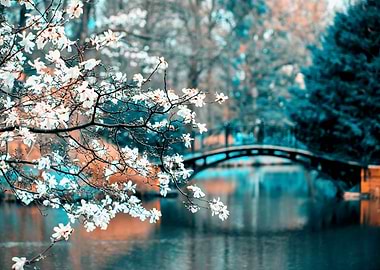 Spring morning in the park