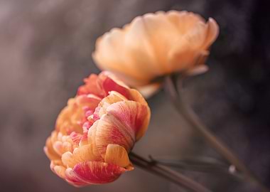 Orange tulips flower macro