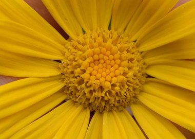 Yellow flower