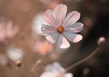 Summer pink flower, macro