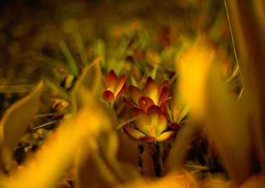 Spring crocuses, macro
