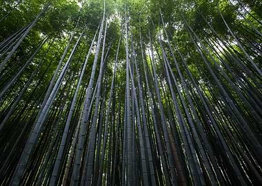 Bamboo forest in japan