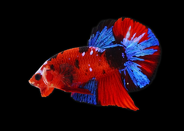 Red Koi Betta