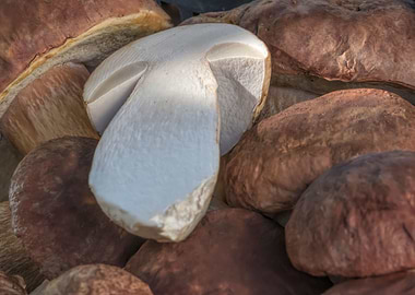 fresh mushrooms for tasty