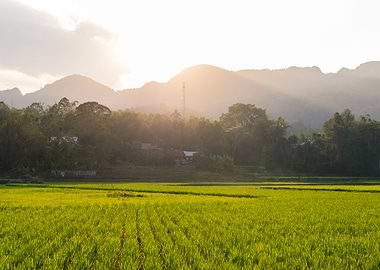 Toraja rice field